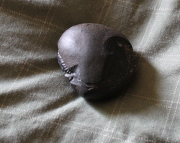 Ammonite